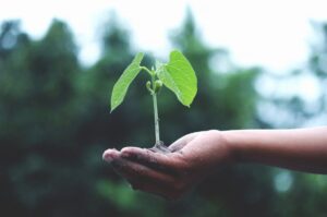 emerging altcoins
